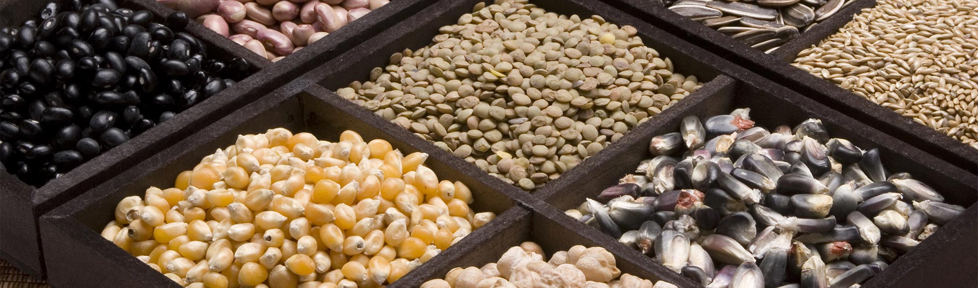 A random assortment of seeds.